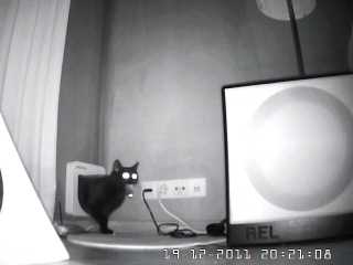 catcam1.jpeg